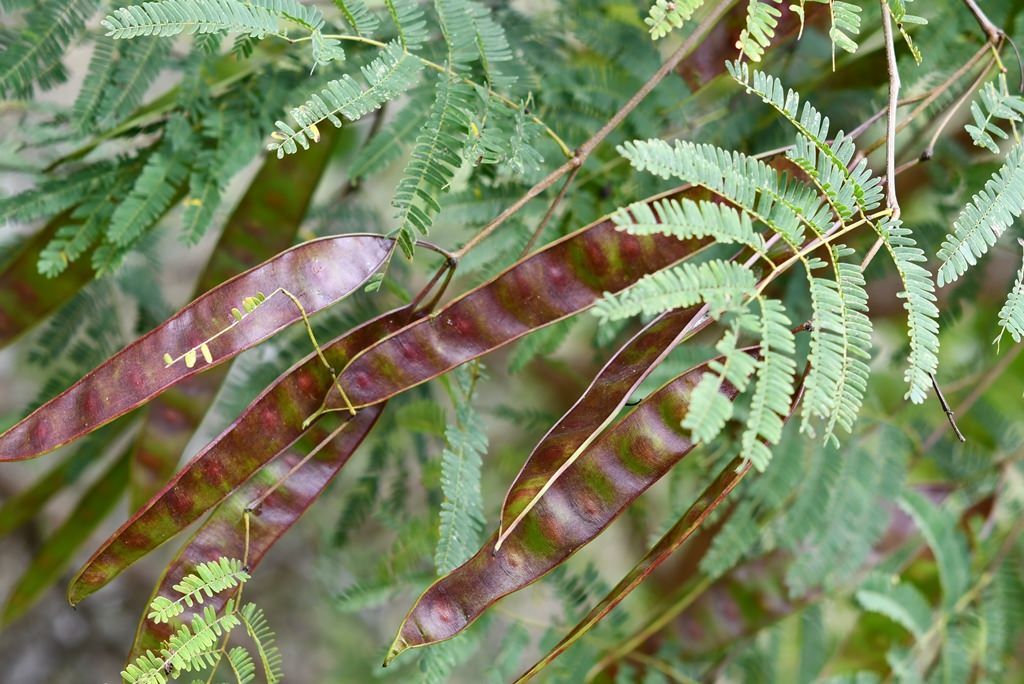 Lysiloma microphyllum